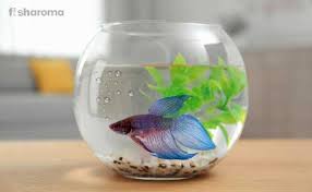 Fish That Can Live With Your Betta. Some Useful Information