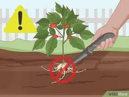 Sow seeds 1 ½ inches apart. How To Grow Ginseng With Pictures Wikihow