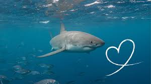 Image result for Shark