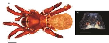 Ecoshield pest control darbojas iznīcinātāju un kaitēkļu kontroles aktivitātēs. Taxonomic Revision Of The New World Members Of The Trapdoor Spider Genus Ummidia Thorell Araneae Mygalomorphae Halonoproctidae