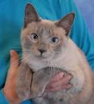 Lilac Point Siamese Cats