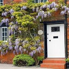 .by jill sorenson as well as a trina turk residential greek key linen lumbar pillow placed in front of a white sofa table topped with a ceramic shark sculpture and wisteria happiness. Growing Wisteria In Pots Is Magic Iota Designer Planters
