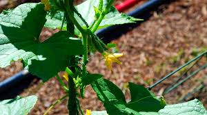Image result for how to self pollinate cucumbers