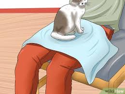 For every 1 flea you see, there are 100 more lurking out of sight. How To Check Cats For Fleas 13 Steps With Pictures Wikihow Pet