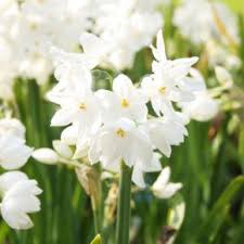 Paperwhites In 2020 Bulb Flowers Daffodils Planting Paperwhites