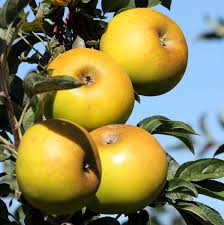 Pomme Reinette Clochard Au Verger Collection Du Val De Baule Pomme Verger Pomme Fruit