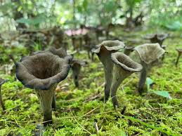 Image result for Craterellus fallax