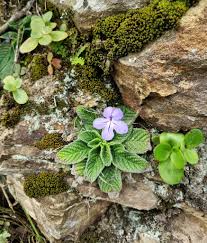 Image result for Streptocarpus buchananii