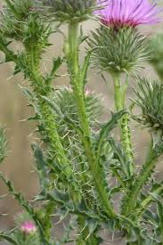 Image result for Carduus