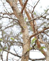 Image result for Acacia davyi