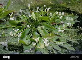 Image result for Aponogeton vallisnerioides