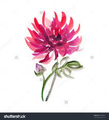 Floral Watercolour Dahlia Red Aster Chrysanthemum Pattern Fall Flower Watercolor Mot Chrysanthemum Watercolor Watercolor Flowers Paintings Floral Watercolor
