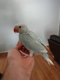 Visit our baby blue ringnecks in the nursery. Our Blue Pallid The Bird House Of Pendergrass Georgia Facebook