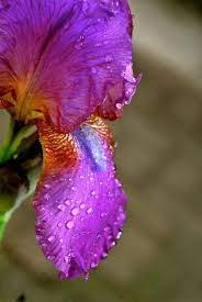 Bearded Iris Flower Photos Magical Garden Beautiful Flowers