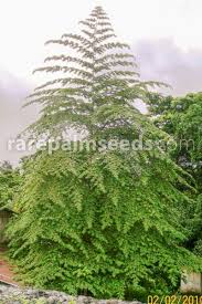 Image result for Cyathea mossambicensis