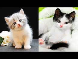 Baby Cats Cute And Funny Cat Videos Compilation 30 Aww Animals Youtube In 2021 Baby Cats Funny Cat Videos Cute Cat Gif