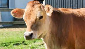 How Much Do Cows Weigh Farmhouse Guide