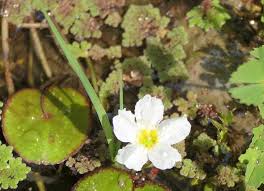 Image result for Nymphoides senegalensis