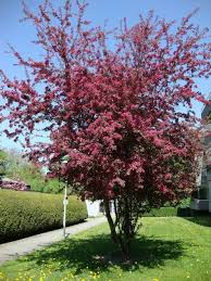 Bildergebnis Fur Zwergblutpflaume Tuin Boom