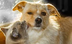 Chance is a dog for adoption in close by gilbert, az. Top Reasons To Adopt A Shelter Pet In Gilbert Anasazi Animal Clinic