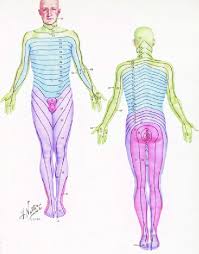 dermatome chart by netter download scientific diagram