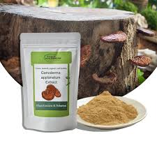 Image result for Ganoderma applanatum