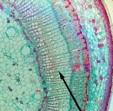 .across cell wall matrix and plasma membranes in cellular interfaces lacking the pd connection (patrick we reasoned that if the blockage of ovule initiation in the transgenic plants (fig. Do Fungi Have Cell Walls Earthpedia Earth Com