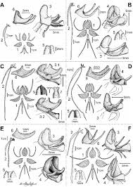 Image result for Platycoryne affinis