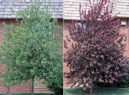 It has been selected for its straight trunk, uniform growth, burgundy foliage and abundant red/purple fruits. Canada Red Chokecherry