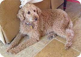 Labradoodle puppies for adoption florida. Boca Raton Fl Labradoodle Meet Fl Yoda A Pet For Adoption