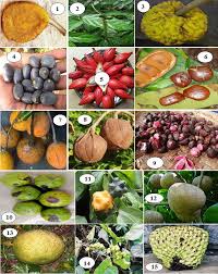 Image result for Thomandersia hensii