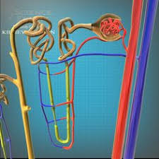 Nephron Anatomy 3d C4d 3d Model Anatomy 3d Model Neon Signs