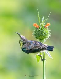 Birds Of A Feather 2 Long Billed Sunbird Mulliyawalai Mullaitivu Srilanka Birds Beautiful Birds Bird Feathers