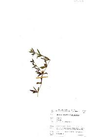 Image result for Blepharis integrifolia
