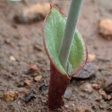 Image result for Eriospermum porphyrium