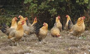 The breed was imported from the island of sicily over 100 years ago and is another member of the mediterranean. This Sicilian Thing Pocketmags Com