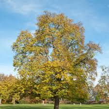 Image result for Mildbraedia carpinifolia
