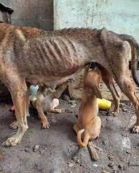 Beach Dog Rescue of Costa Maya, Mexico | We have a crisis 💔 Our rescue  partner just discovered 19 dogs and puppies (from 4 different litters) in a  home. The family is of very... | Instagram