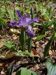 Image result for Zygotritonia atropurpurea