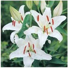 Maybe you would like to learn more about one of these? Stargazer White Lily Bulbs For Sale Buy Garden Plants Online Lily Bulbs White Lilies Plants
