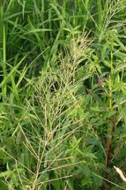 Image result for Lipocarpha chinensis