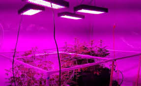 The average price of the best indoor grow lights for vegetables goes from $100 to $200. How To Choose The Best Grow Lights For Your Plants Ways2gogreen