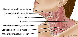 It's a thin and flexible area that lets us move our heads. Primary Neck Cancer Anatomy