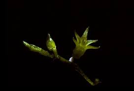 Image result for Taeniophyllum