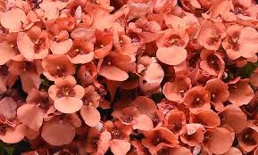 Image result for Diascia