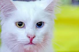Turkish Angora Cat Breed Guide and Profile