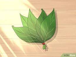 Aprenda como secar espinhas rapidamente para você curtir uma festa ou mesmo ficar sem o incomodo que elas causam. 3 Formas De Secar Folhas De Plantas Wikihow