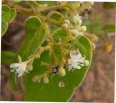 Image result for Dichapetalum