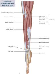 The accompanying muscle diagram reveals the muscles' positions beneath the surface. 7 Muscles Of The Forearm And Hand Musculoskeletal Key