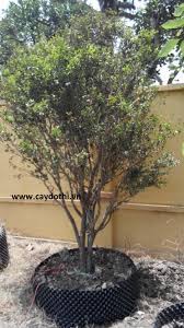 Loại nho này khác hẳn với những loại nho mà bạn đã từng nhìn thấy. Ban Giá»'ng Cay Nho Than Gá»— Má»›i 100 Gia 150 000Ä' Gá»i 0981 996 880 Huyá»‡n Gia Lam Ha Ná»™i Id C3bf0f00
